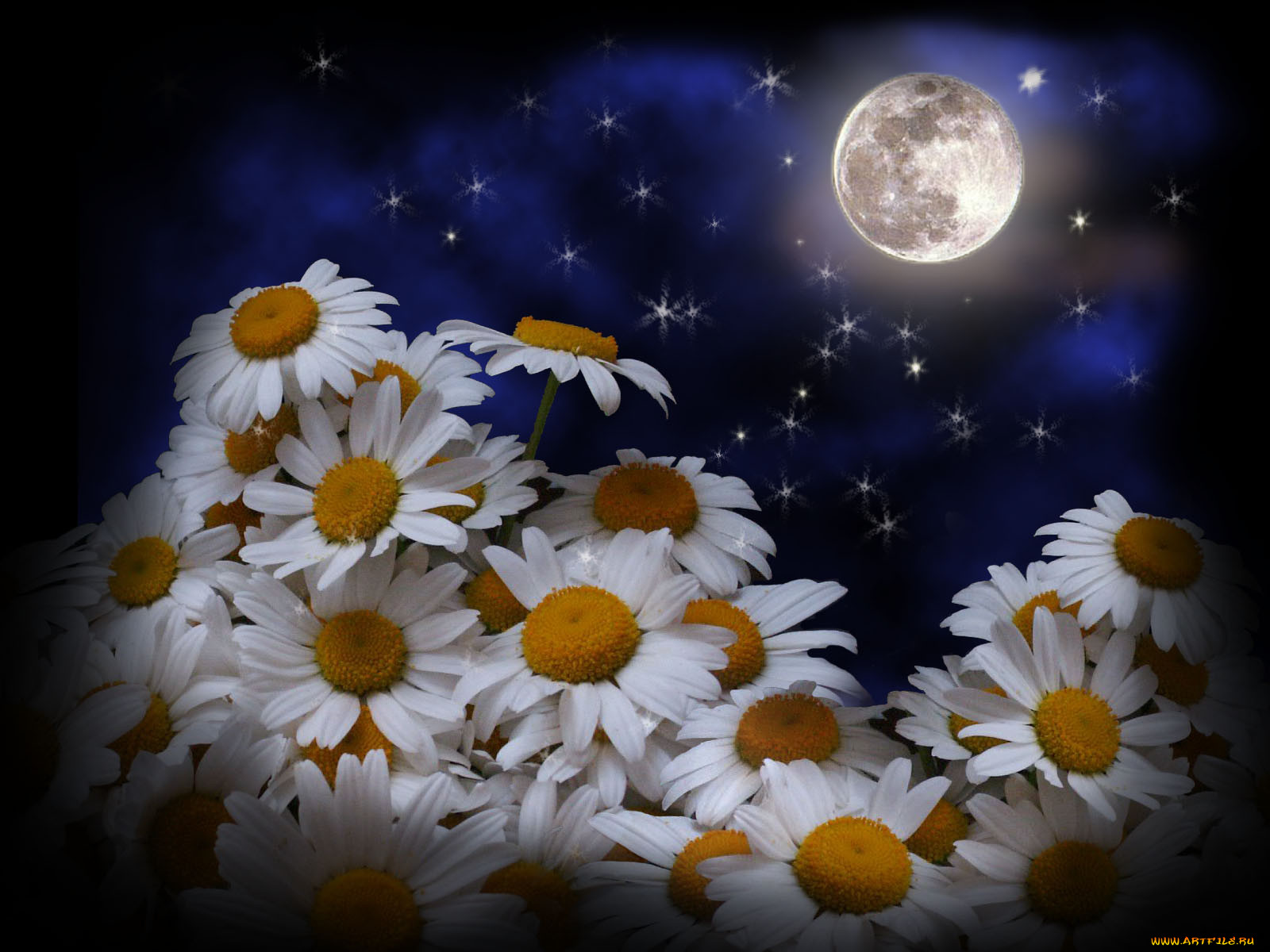 Желаю тебе из тысячи звезд слушать. Ромашки ночью. Ромашка цветы. Открытки с ромашками. Доброй ночи с ромашками.